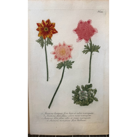 Johann Weinmann,  florilegium Phytanthoza iconographia, 1735-1745, Pl 122.