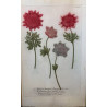 Johann Weinmann,  florilegium Phytanthoza iconographia, 1735-1745, Pl 120.