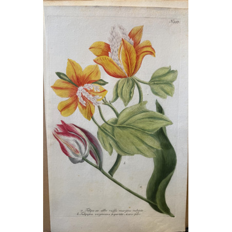 Johann Weinmann,  florilegium Phytanthoza iconographia, 1735-1745, Pl 997.