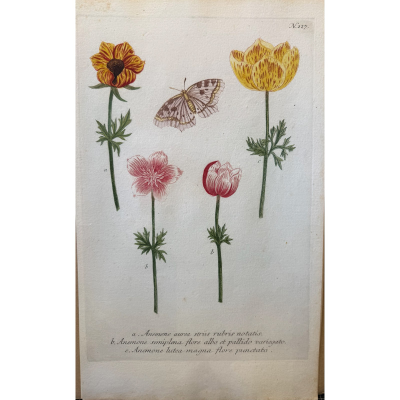 Aperçu du produit: Johann Weinmann,  florilegium Phytanthoza iconographia, 1735-1745, Pl 127.