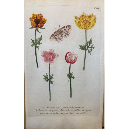 Johann Weinmann,  florilegium Phytanthoza iconographia, 1735-1745, Pl 127.