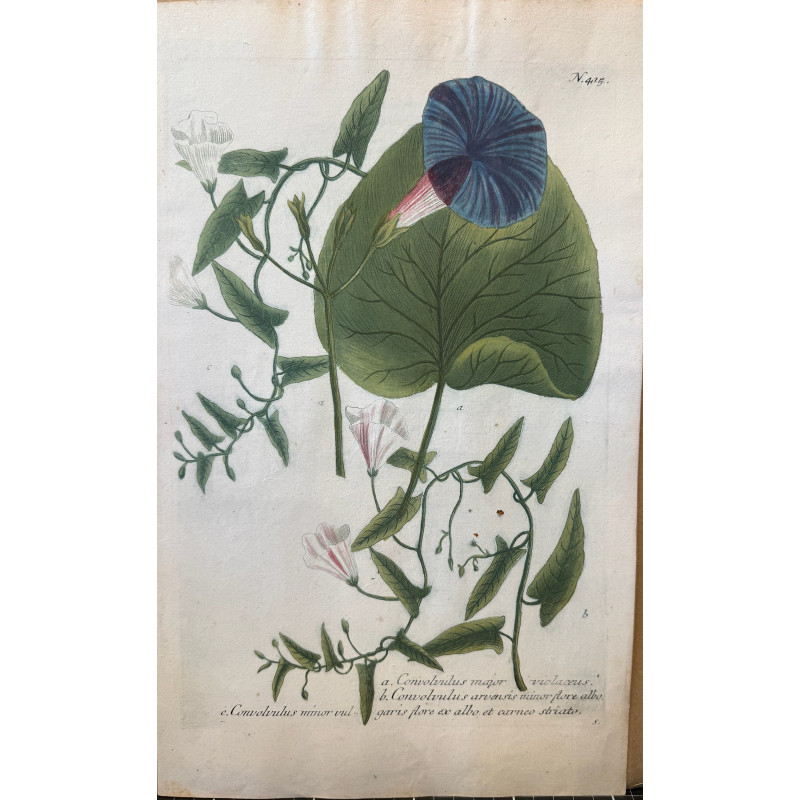 Aperçu du produit: Johann Weinmann,  florilegium Phytanthoza iconographia, 1735-1745, Pl 415.