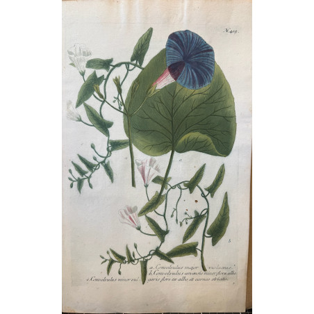 Johann Weinmann,  florilegium Phytanthoza iconographia, 1735-1745, Pl 415.