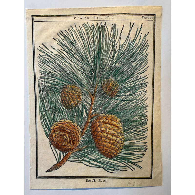 Aperçu du produit: Pinus, pin DUHAMEL DU MONCEAU 1772