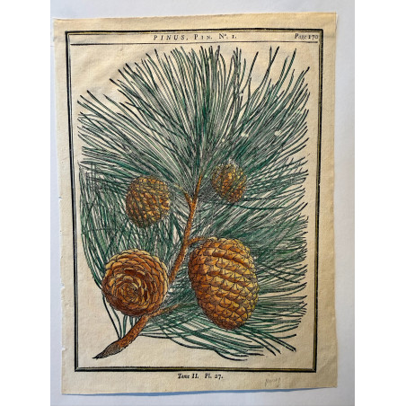 Pinus, pin DUHAMEL DU MONCEAU 1772