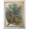 Pinus, pin DUHAMEL DU MONCEAU 1772