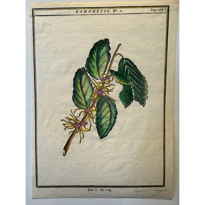 Aperçu du produit: Hamamelis,DUHAMEL DU MONCEAU 1772