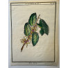 Hamamelis,DUHAMEL DU MONCEAU 1772