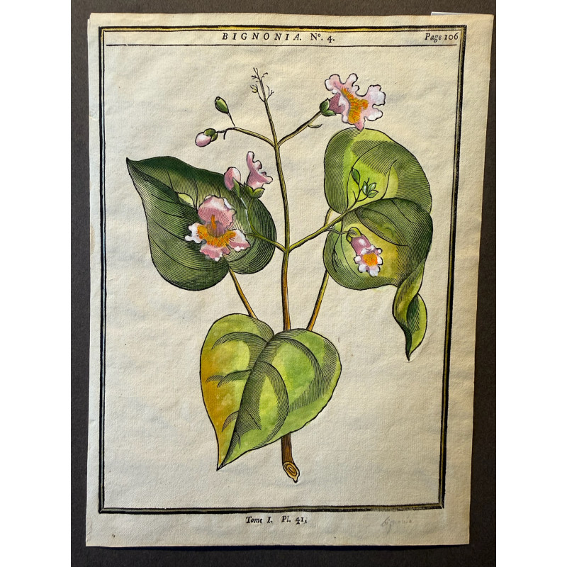 Aperçu du produit: Bignonia, DUHAMEL DU MONCEAU 1772