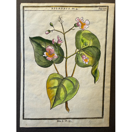 Bignonia, DUHAMEL DU MONCEAU 1772