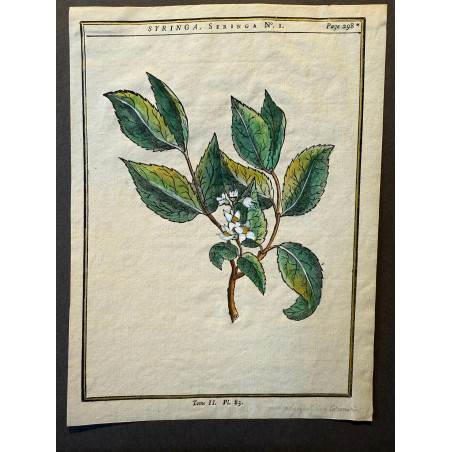 Syringa, DUHAMEL DU MONCEAU 1772