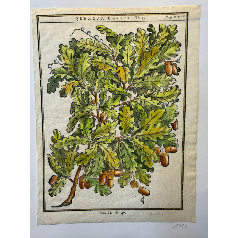 Aperçu du produit: Quercus, Chêne,DUHAMEL DU MONCEAU 1772