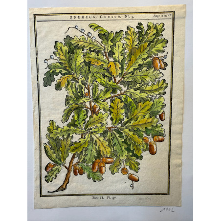 Quercus, Chêne,DUHAMEL DU MONCEAU 1772