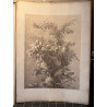 La flore pittoresque, croquis d'après nature par Edouard Muller, 1872.