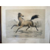 Victor Adam, Ada, poulinière Anglaise, vers 1855.