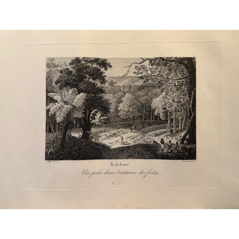 Aperçu du produit: Voyage Pittoresque à l'ile de France, M.J.Milbert 1812. Pl n°19