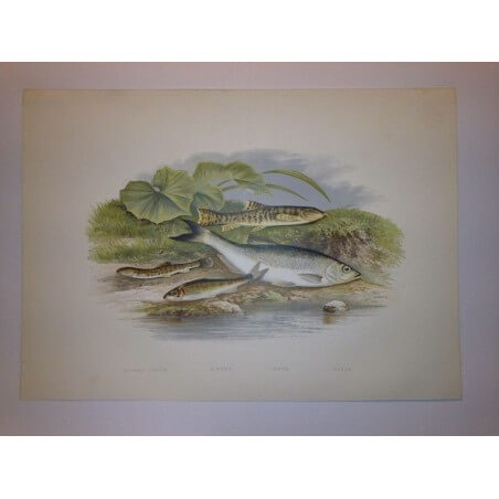 British Fresh Water Fishes HOUGHTON 1879