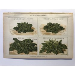 VILMORIN ANDRIEUX , les plantes potagères 1897