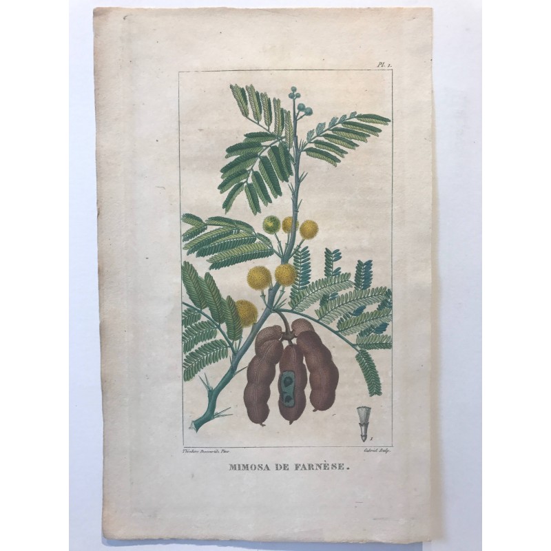 Flore des Antilles, Mimosa de Farnèse