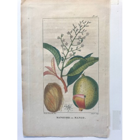 Flore des Antilles, Manguier ou Mango