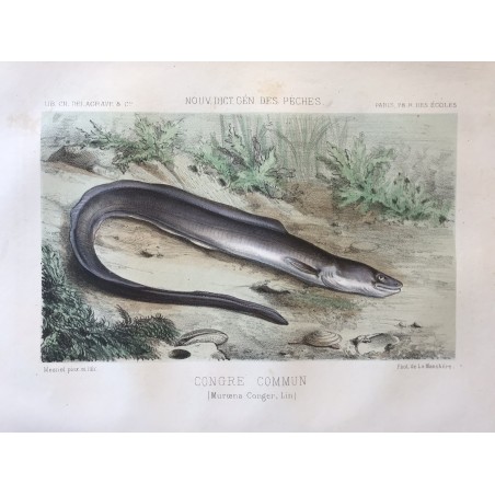 De la Blanchère, nouveau dictionnaire des pêches, 1868, congre commun