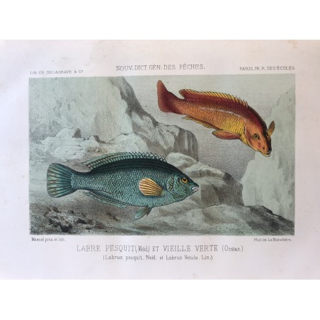 De la Blanchère, nouveau dictionnaire des pêches, 1868, Labre Pesquit et vieille verte