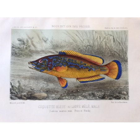De la Blanchère, nouveau dictionnaire des pêches, 1868, coquette bleue ou Labre mélé