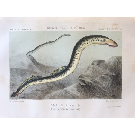De la Blanchère, nouveau dictionnaire des pêches, 1868, Lamproie marine