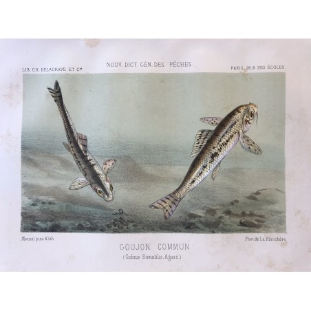 De la Blanchère, nouveau dictionnaire des pêches, 1868, Goujon commun