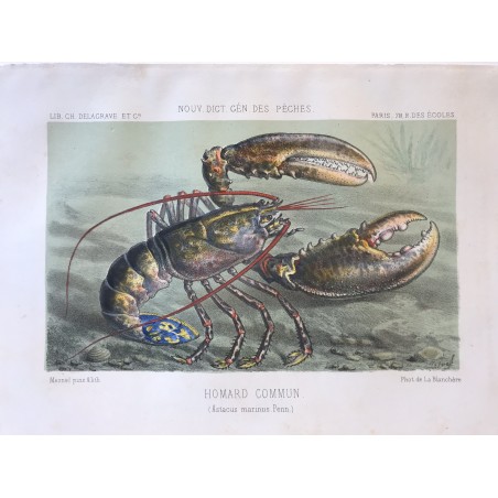 De la Blanchère, nouveau dictionnaire des pêches, 1868, Homard commun
