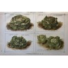 Vilmorin-Andrieux, les plantes potagères 1897