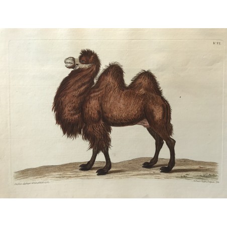 J.W.KNORR, les délices de la nature 1774, chameau