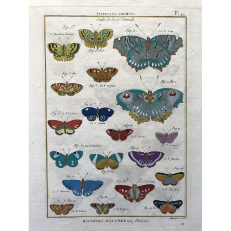 Papillons, Plebeyens communs, Encyclopédie Diderot et d'Alembert, 1770