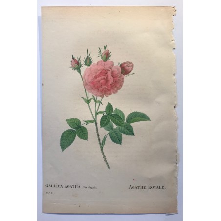 Pierre Joseph Redouté, les roses, 1824.