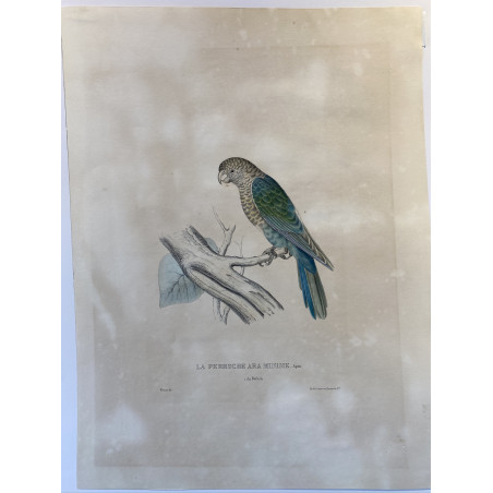 La perruche Ara minime, Brésil, Werner, 1835