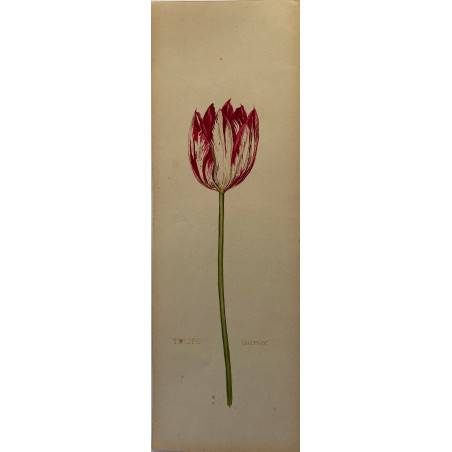 Tulipe, aquarelle vers 1920.