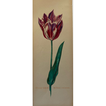 Tulipe, aquarelle vers 1920.