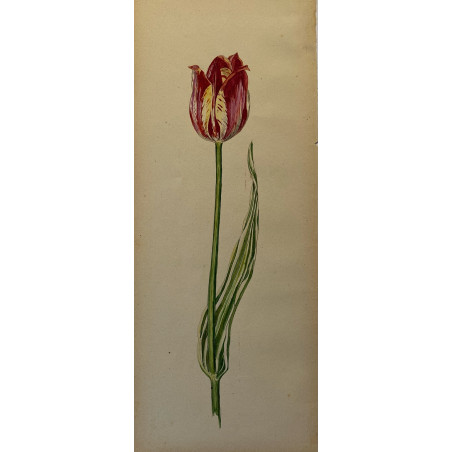 Tulipe, aquarelle vers 1920.