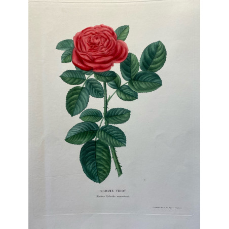 Anica Bricogne, le choix des plus belles roses, 1845-1855