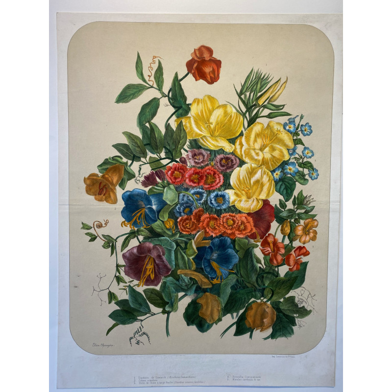 Bouquet de fleurs, Elisa CHAMPIN pour Vilmorin et Andrieux, vers 1850-1860.