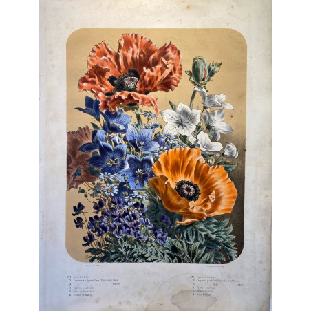 Bouquet de fleurs, Elisa CHAMPIN pour Vilmorin et Andrieux, vers 1850-1860. Pavots