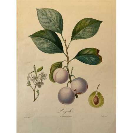 POITEAU, la pomologie française 1846