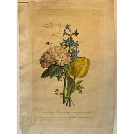 Hortensia, Tigrata, Hyacinthe simple et petites fleurs des champs